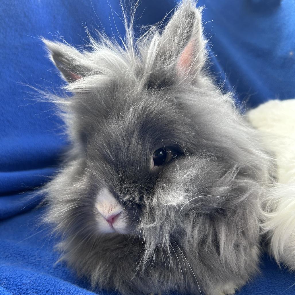 Enlarge Pee Wee (bonded trio), a Adoptable mixed breed in Oak Park, IL image 3/5