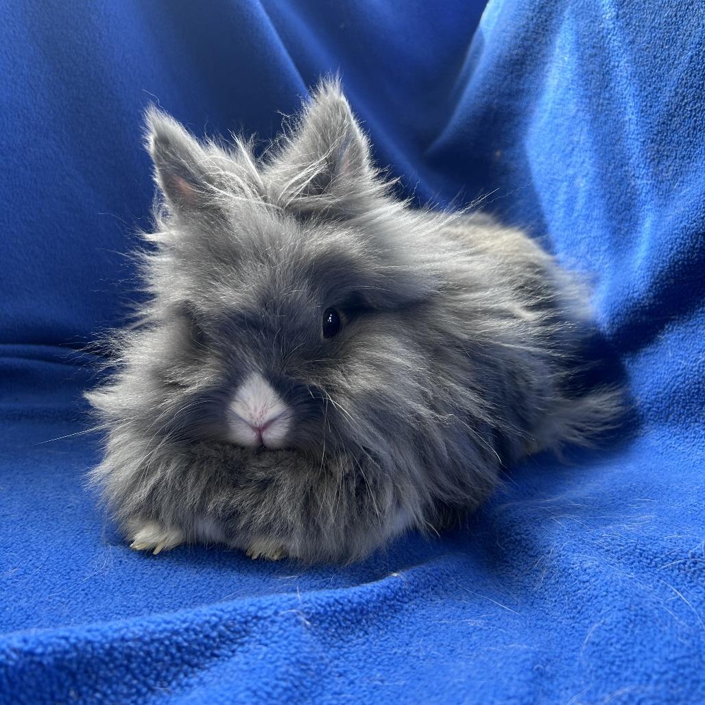 Enlarge Pee Wee (bonded trio), a Adoptable mixed breed in Oak Park, IL image 4/5