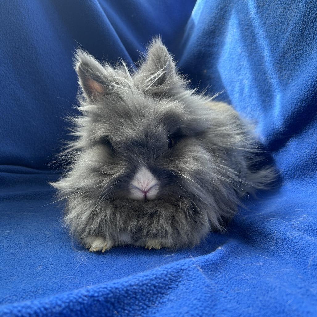 Enlarge Pee Wee (bonded trio), a Adoptable mixed breed in Oak Park, IL image 5/5