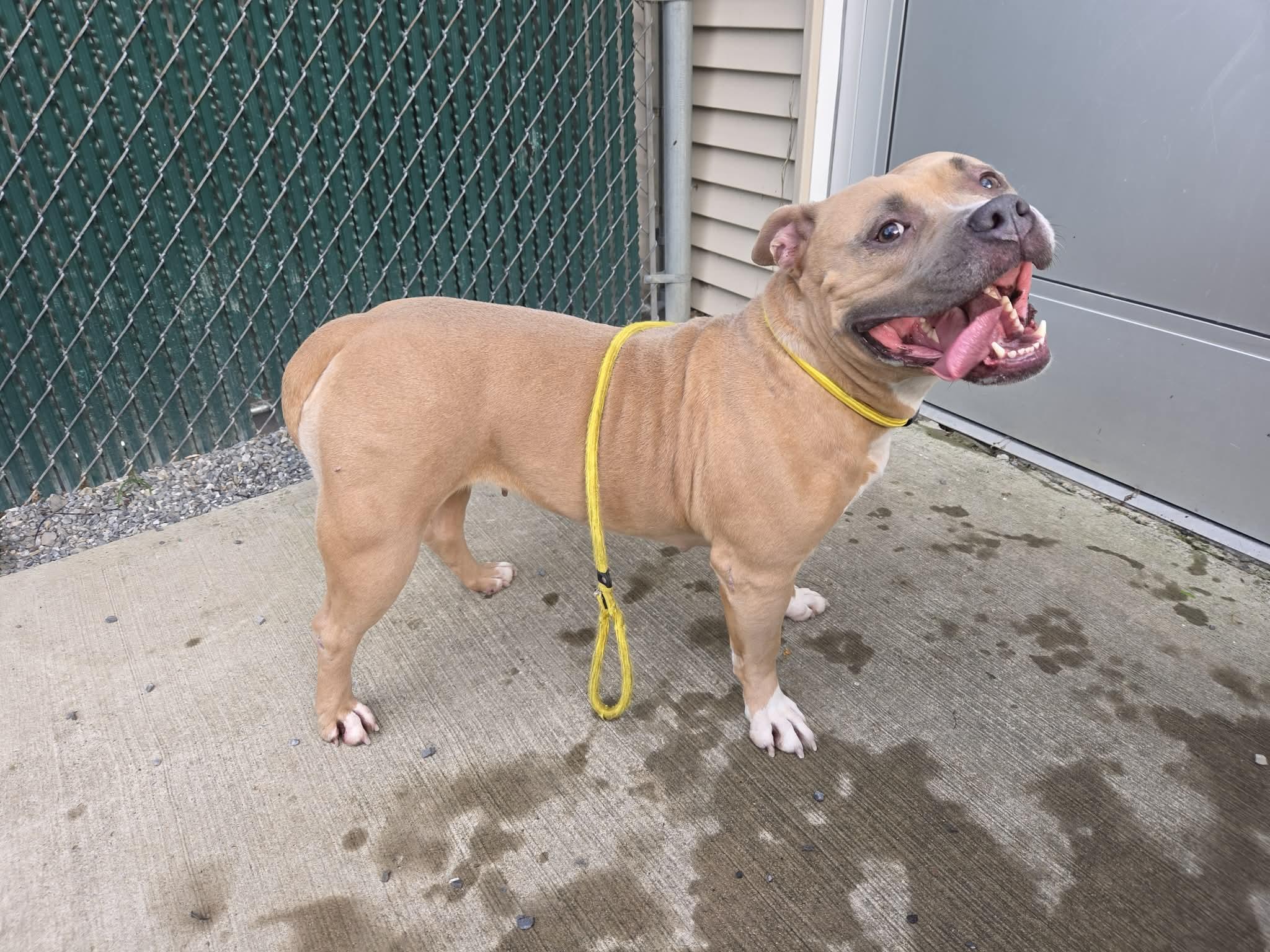 Enlarge Luna Beam, a Adoptable American Bully in Lock Haven, PA image 2/3