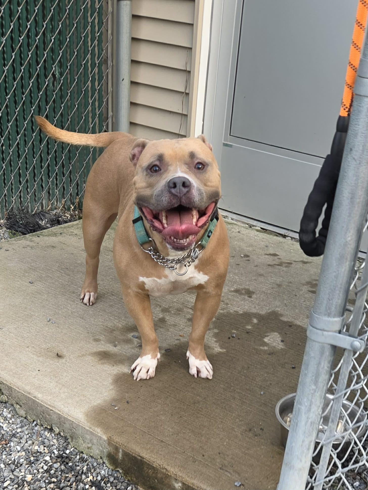 Enlarge Luna Beam, a Adoptable American Bully in Lock Haven, PA image 3/3