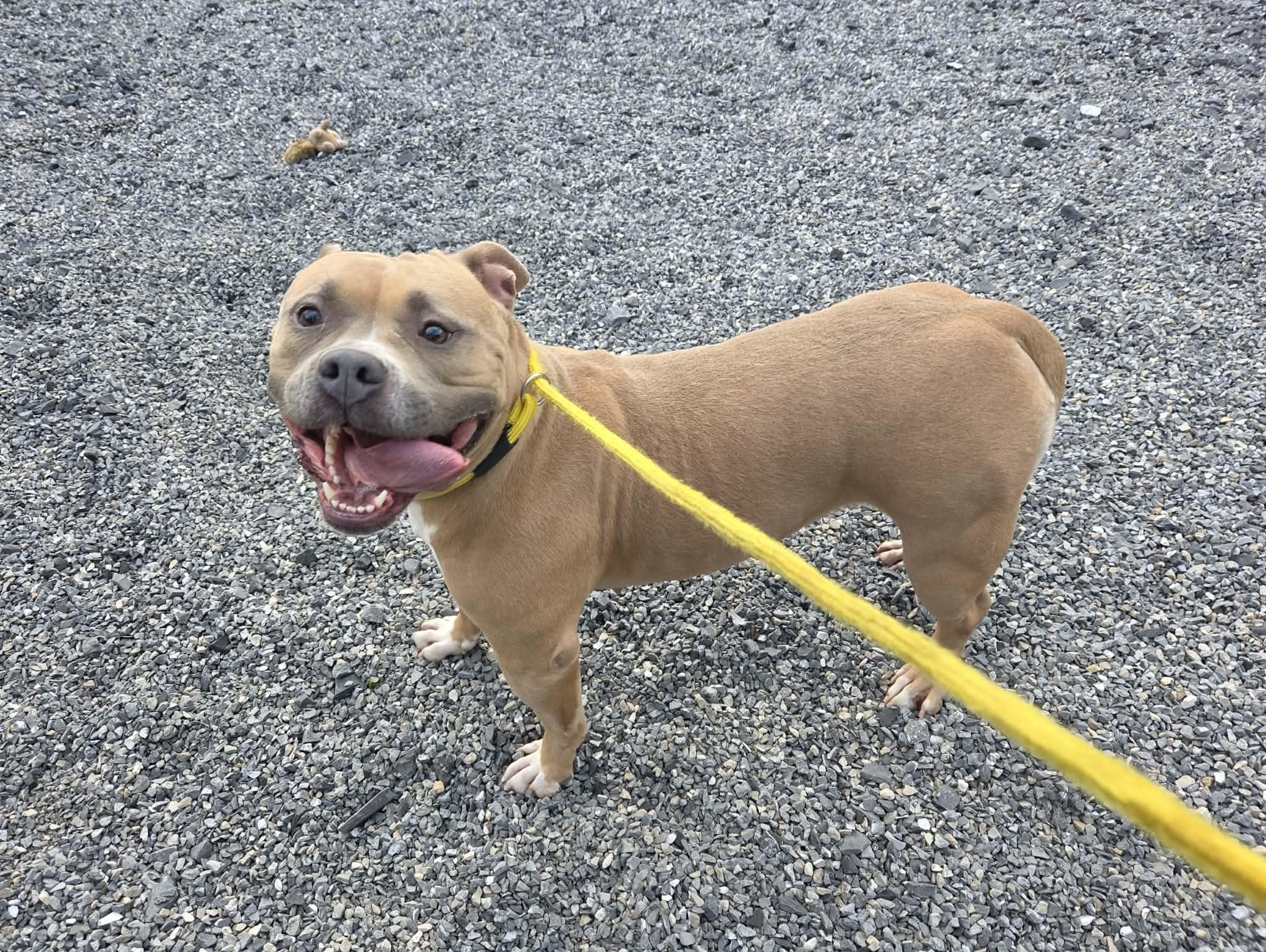 Luna Beam, Adoptable, Adult Female American Bully.
