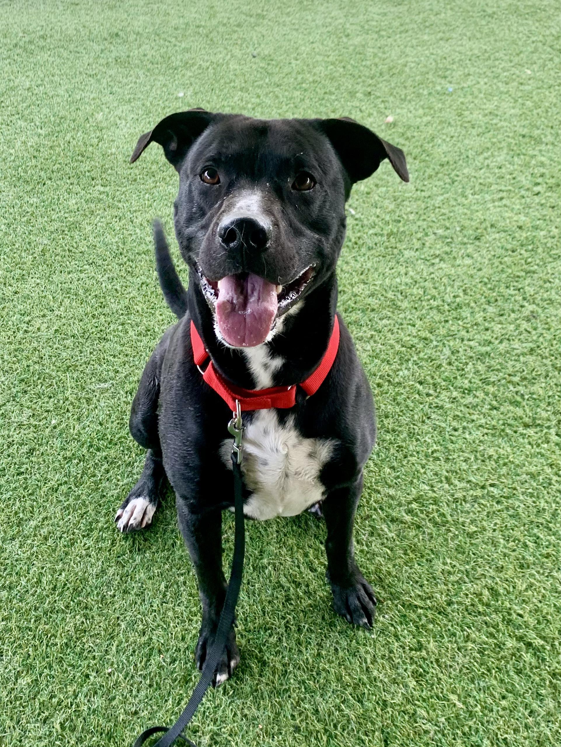 Enlarge Riggs, a ADOPTABLE mixed breed in Grass Valley, CA image 1/3