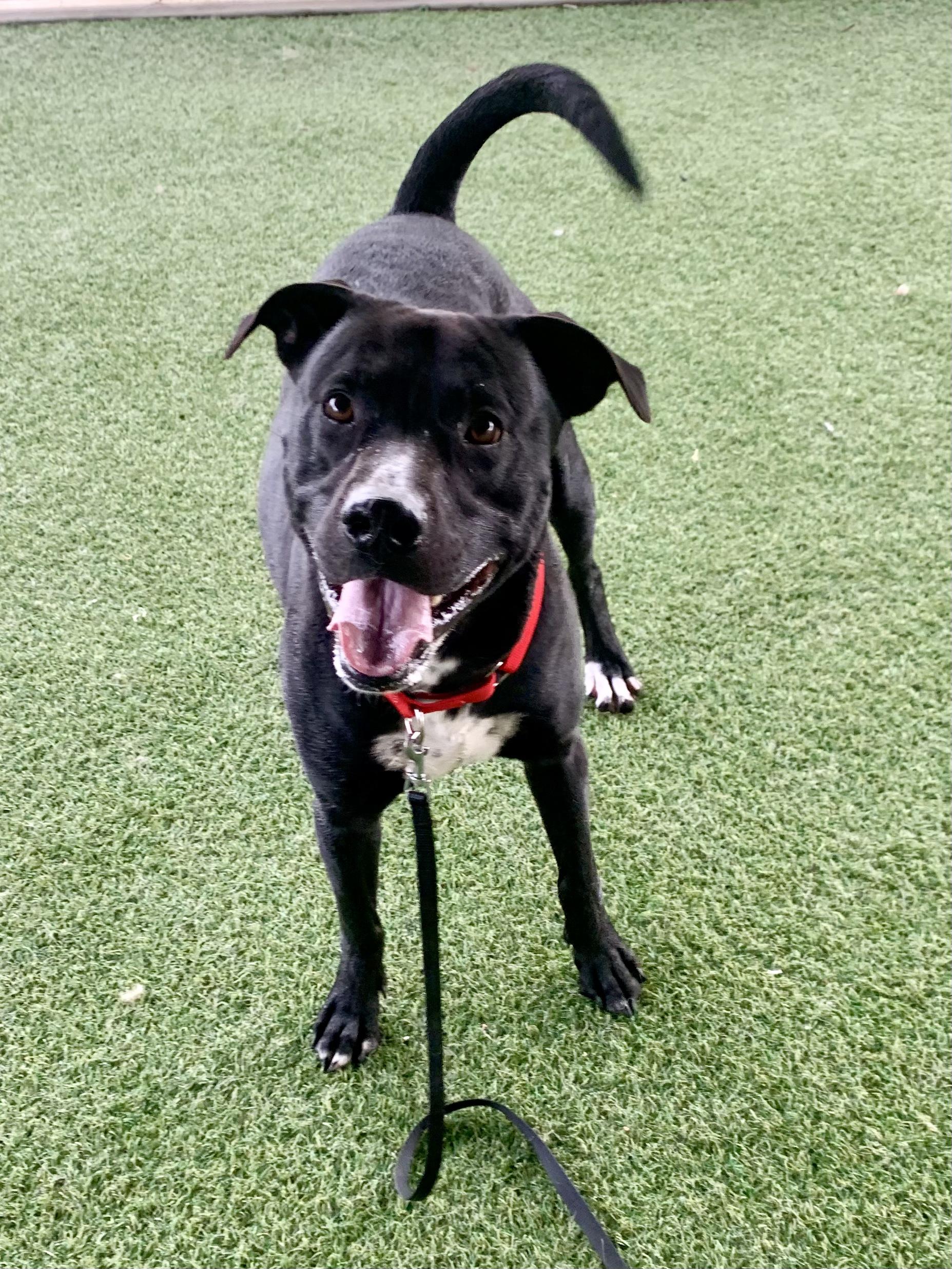 Enlarge Riggs, a ADOPTABLE mixed breed in Grass Valley, CA image 2/3