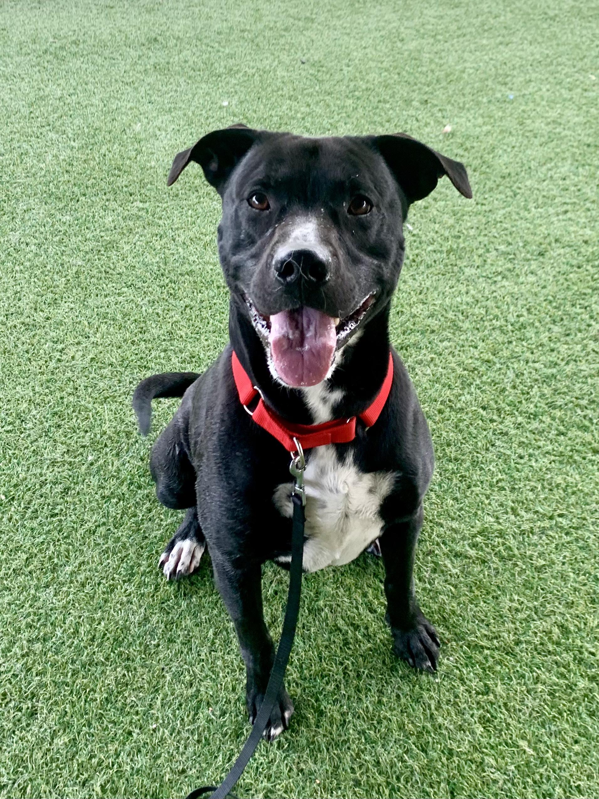 Enlarge Riggs, a ADOPTABLE mixed breed in Grass Valley, CA image 3/3