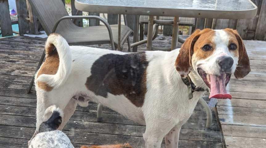Enlarge Copper, a Adopted American Foxhound in Port Hope, ON image 2/6