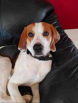 Enlarge Copper, a Adopted American Foxhound in Port Hope, ON image 3/6