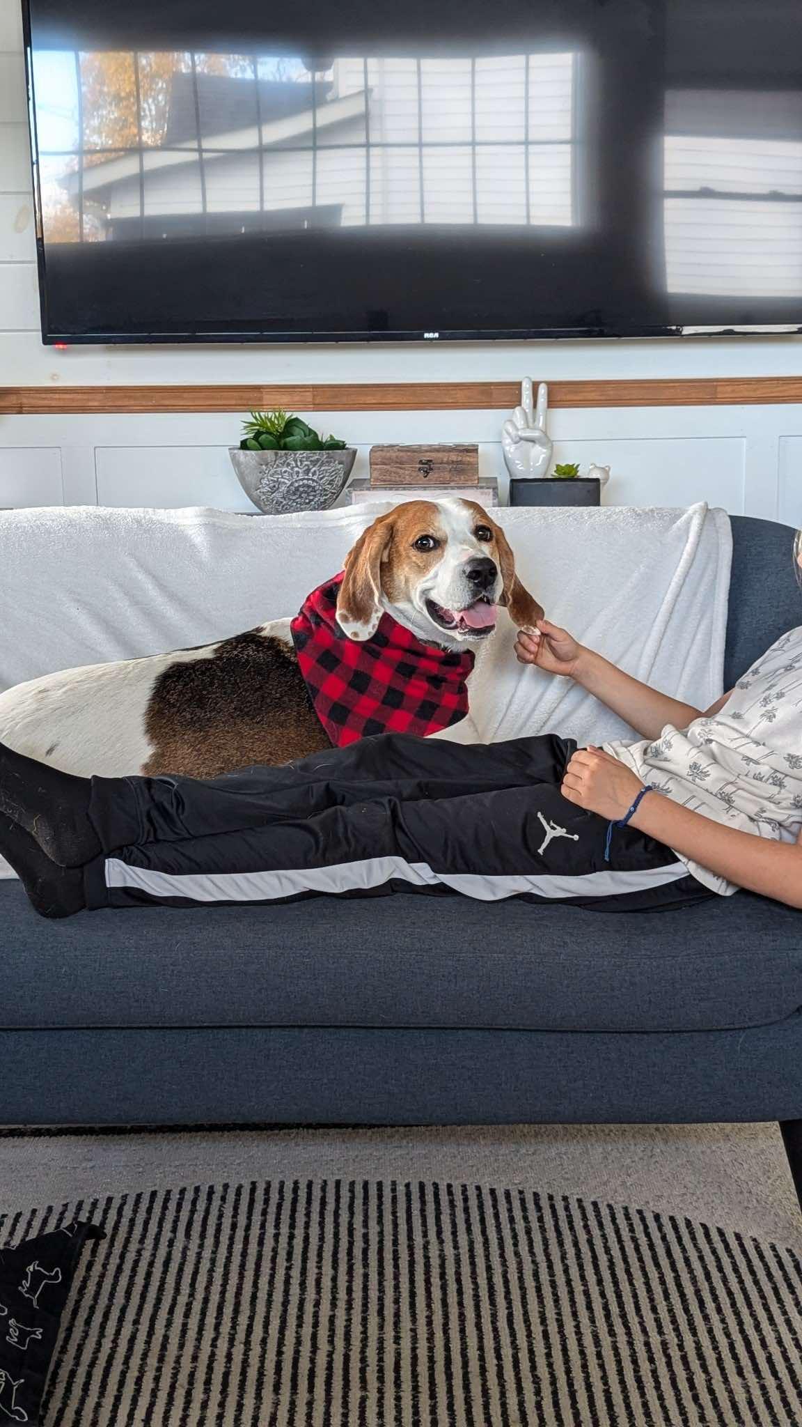 Copper, Adopted, Young Male American Foxhound.