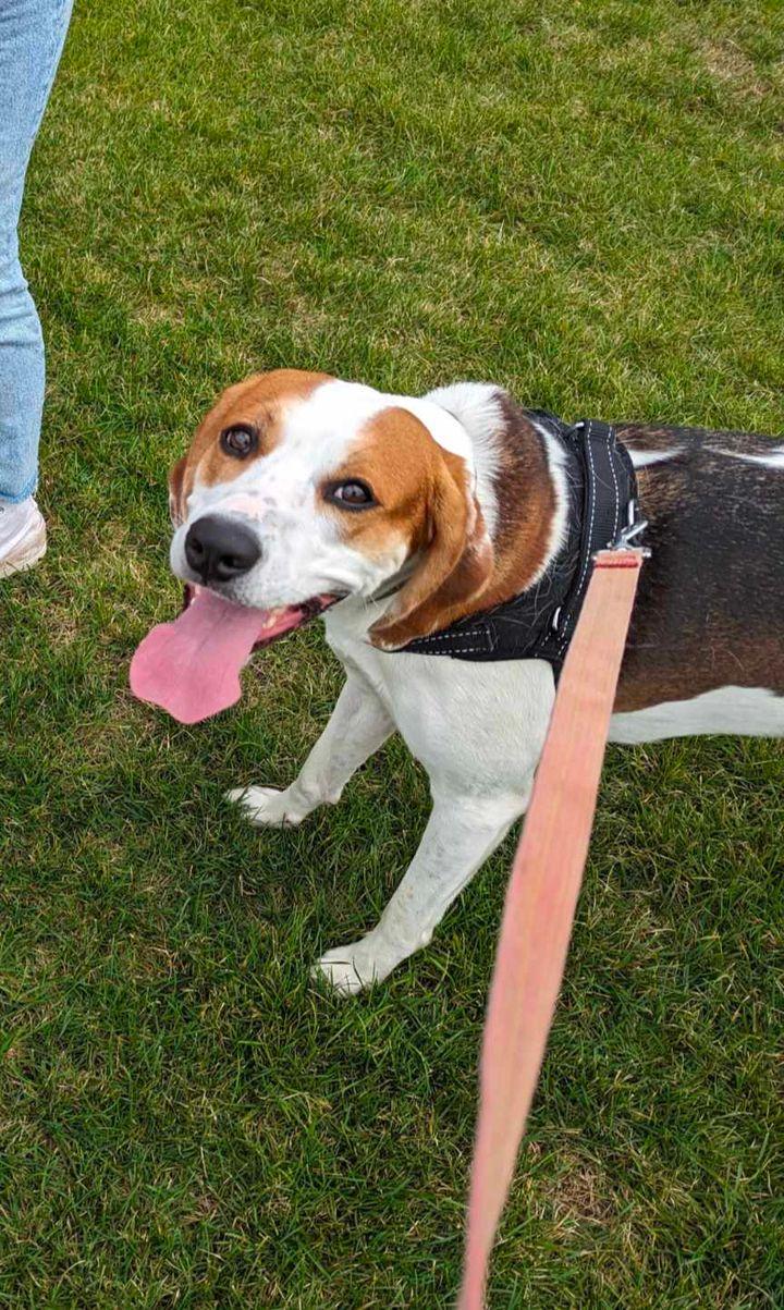 Enlarge Copper, a Adopted American Foxhound in Port Hope, ON image 5/6