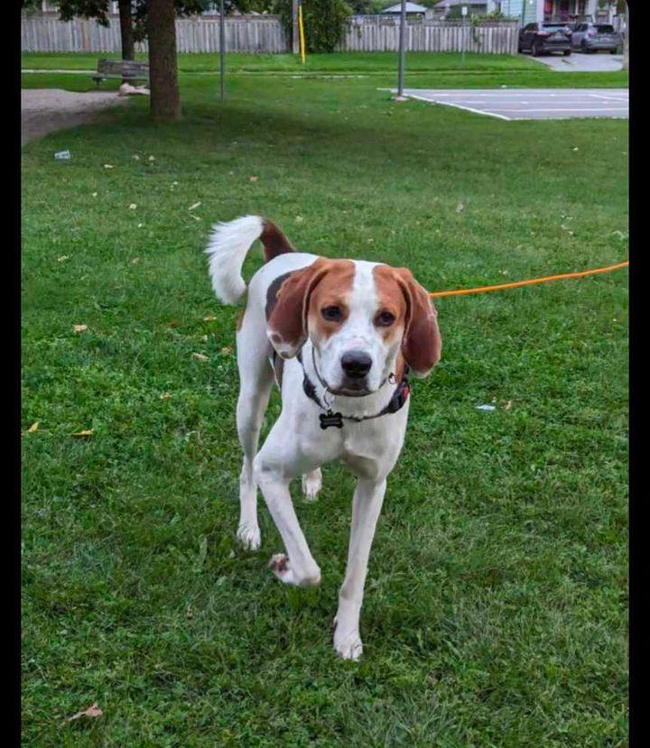 Enlarge Copper, a Adopted American Foxhound in Port Hope, ON image 4/6
