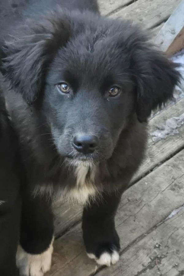 Enlarge Jeffery, a Adoptable mixed breed in Williams Lake, BC image 1/1