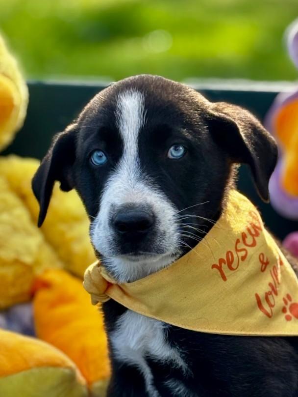 Enlarge Alaska, a ADOPTABLE Mixed Breed in Joppa, AL image 2/2