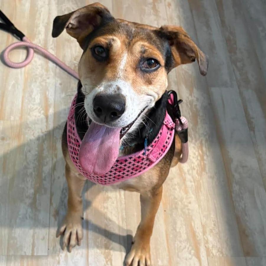 Georgia, Adoptable, Adult Female Beagle & Mixed Breed.