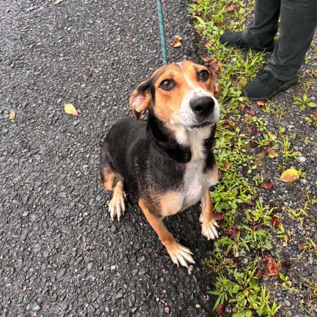 Enlarge Georgia, a Adoptable mixed breed in Phoenix, MD image 2/2
