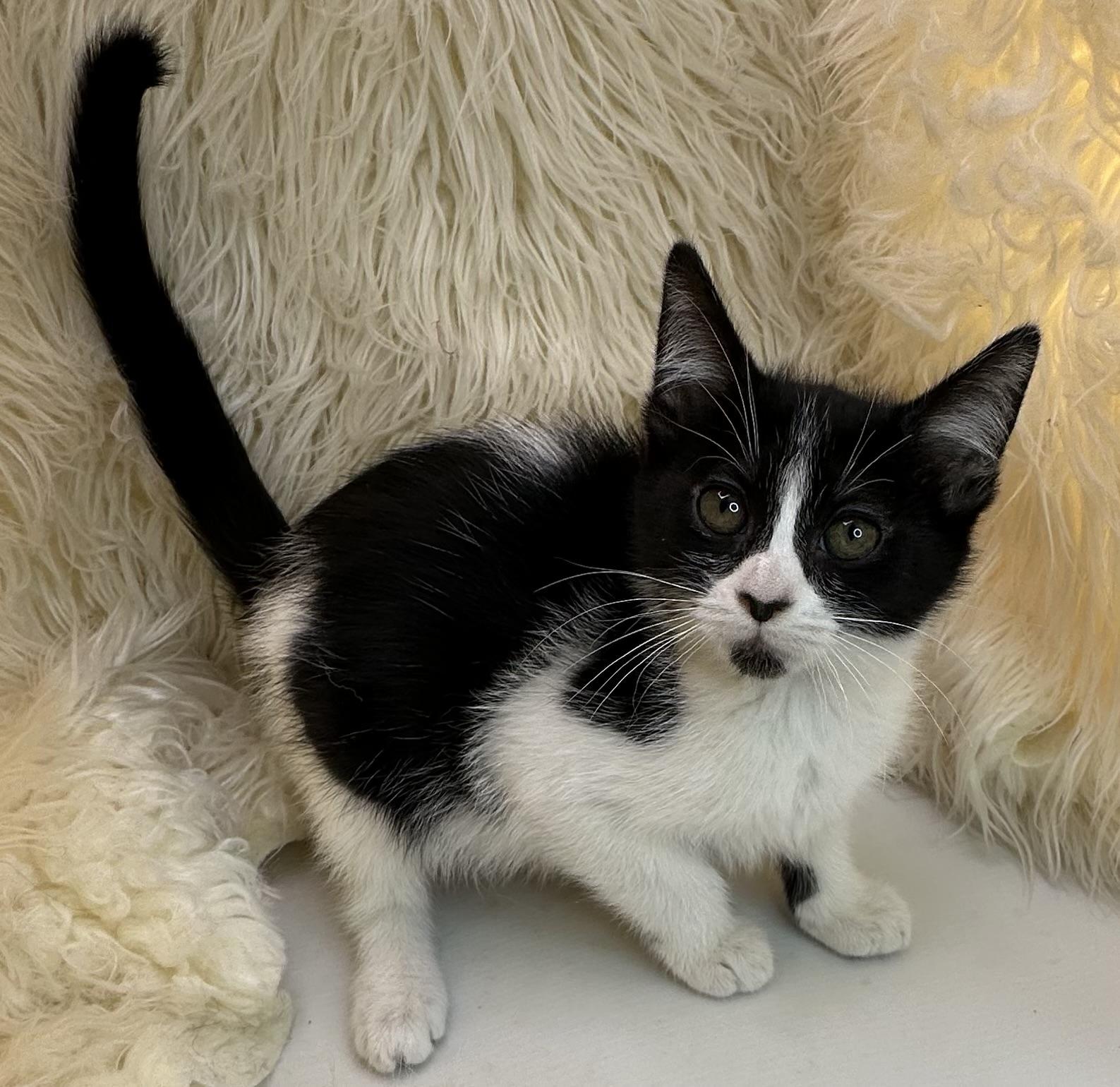 Beaver Tail, ADOPTABLE, Kitten Female Domestic Short Hair.