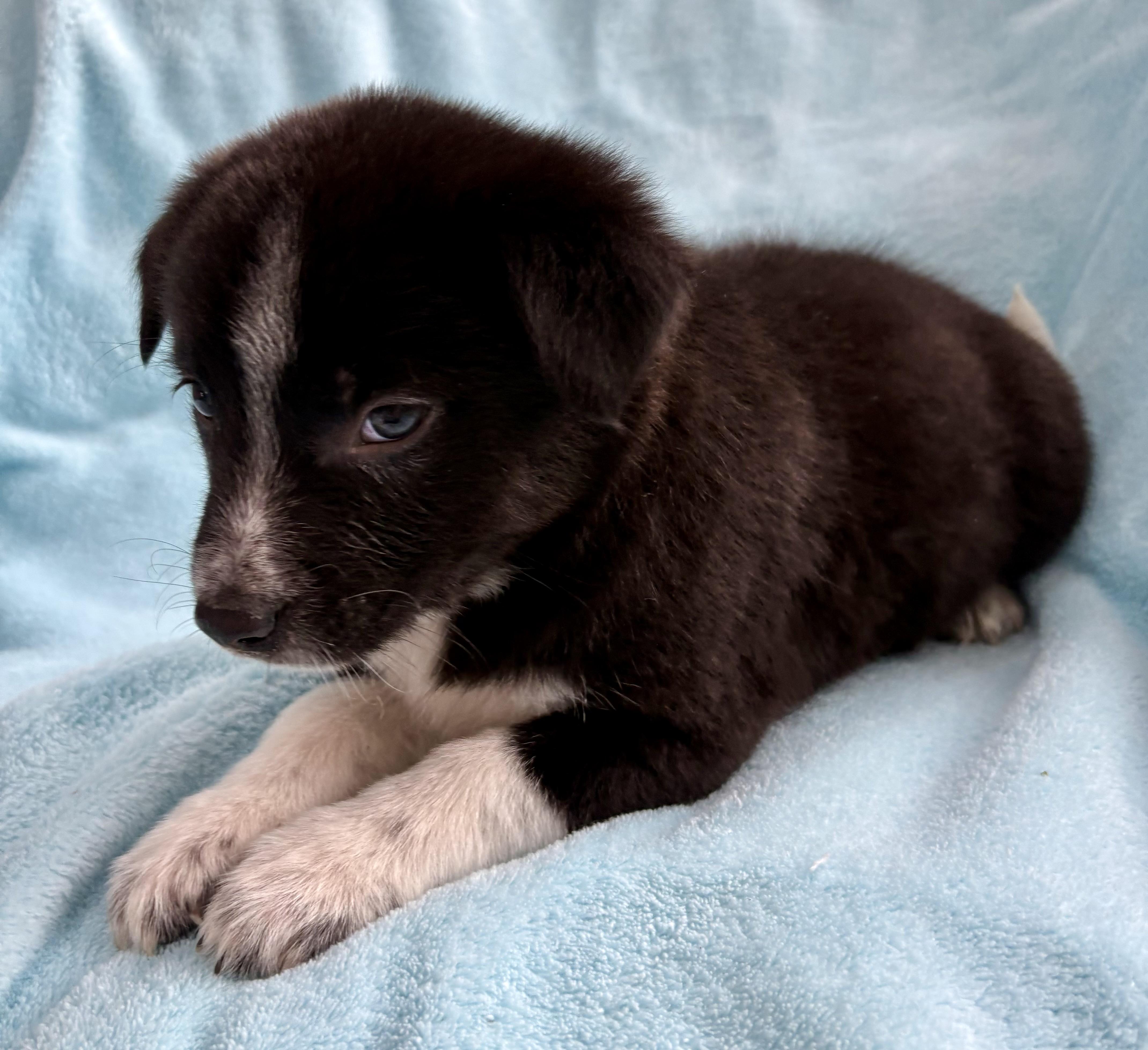 Marley, ADOPTABLE, Puppy Female Border Collie.