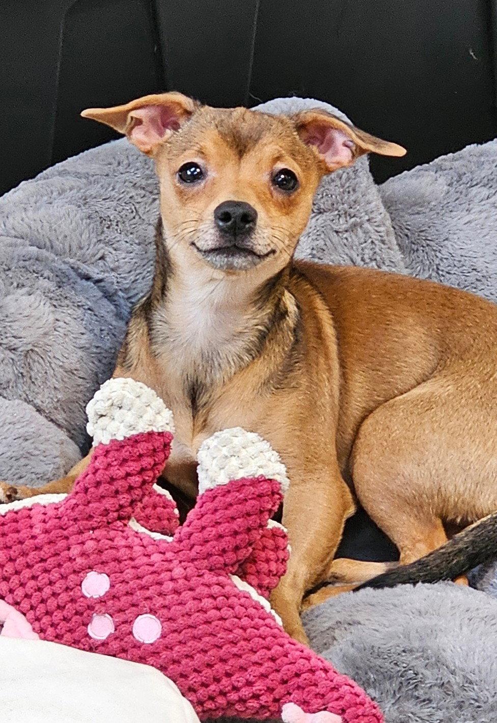 Hero Sussex, Adoptable, Young Female Chihuahua.