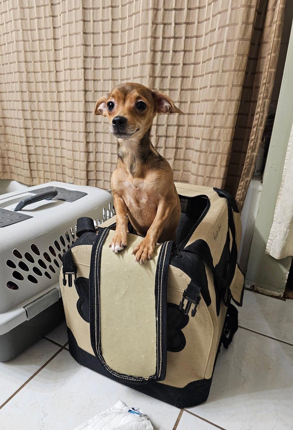 Enlarge Hero Sussex, a Adoptable Chihuahua in Rockaway, NJ image 2/3
