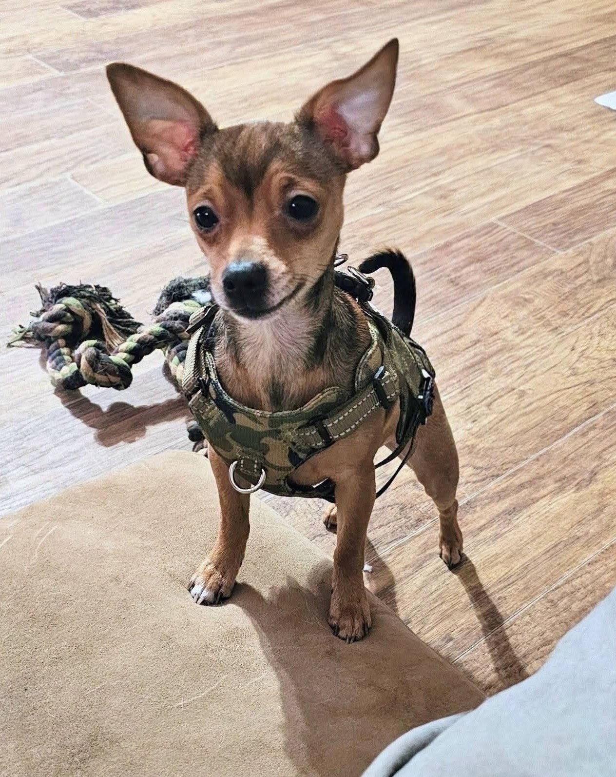 Enlarge Hero Sussex, a Adoptable Chihuahua in Rockaway, NJ image 3/3