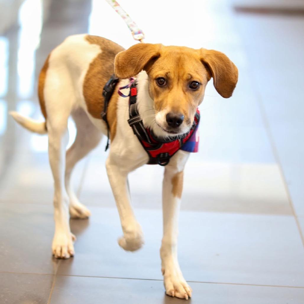 Rory, Adoptable, Young Female Hound & Labrador Retriever.