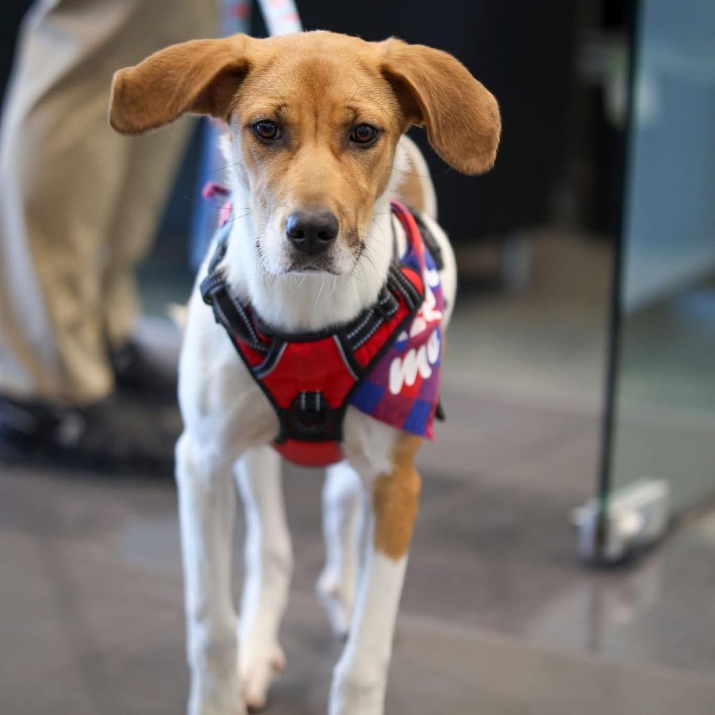 Enlarge Rory, a Adoptable mixed breed in Tulsa, OK image 2/3
