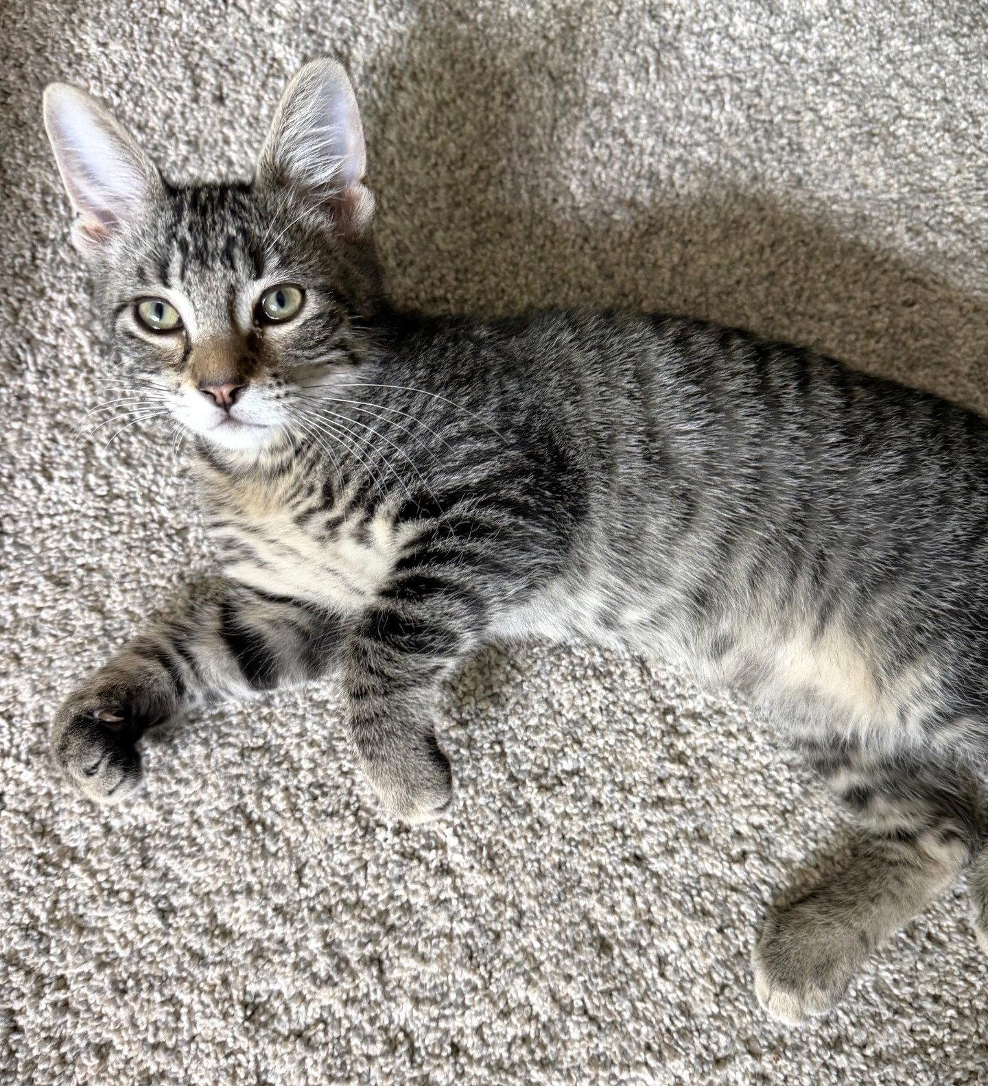 Enlarge Gordon and Lucius, a Adoptable Domestic Short Hair in Shawnee, KS image 1/3