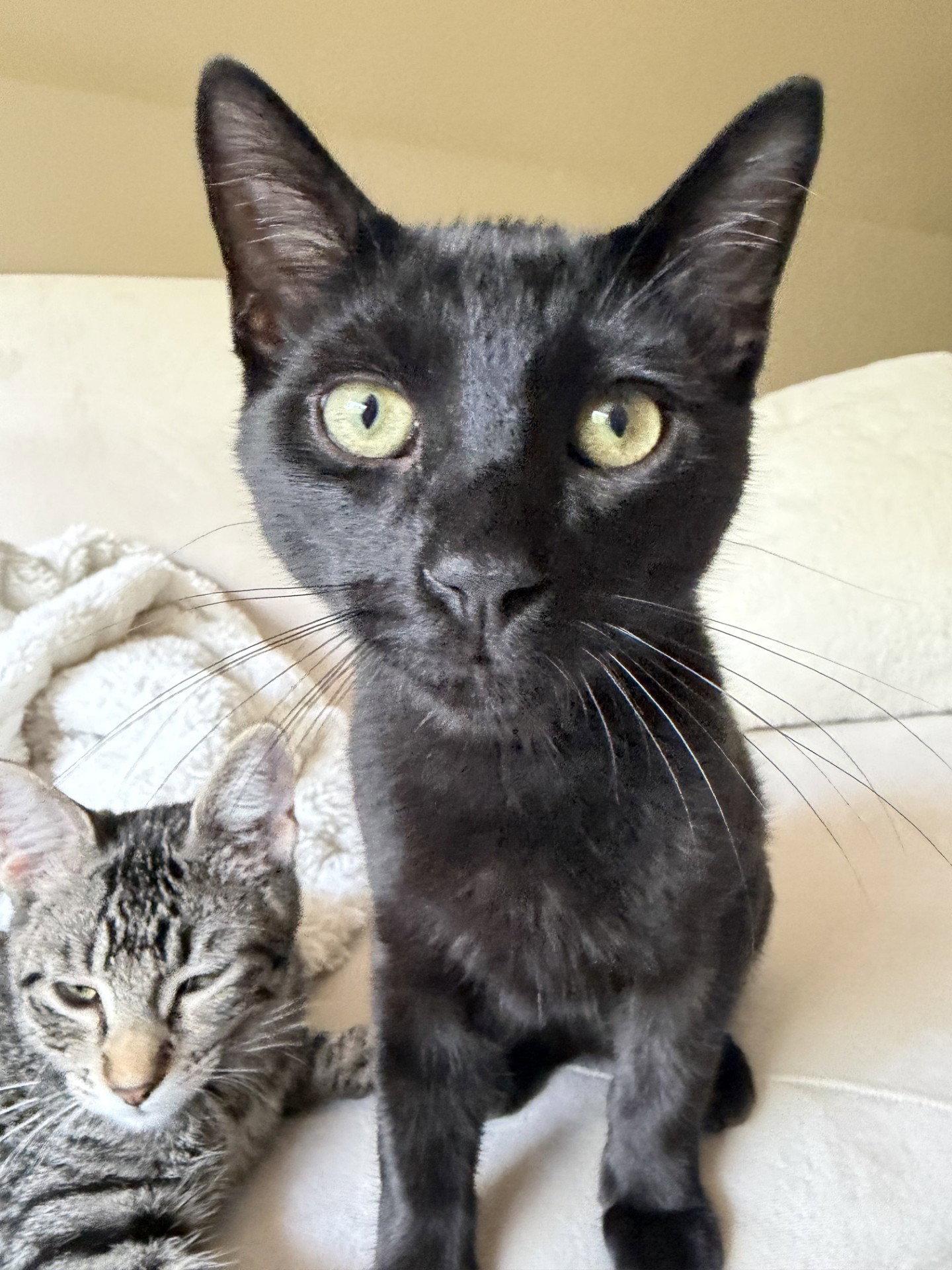 Enlarge Gordon and Lucius, a Adoptable Domestic Short Hair in Shawnee, KS image 2/3