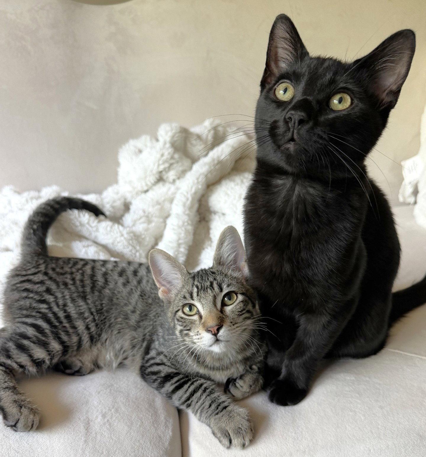 Enlarge Gordon and Lucius, a Adoptable Domestic Short Hair in Shawnee, KS image 3/3