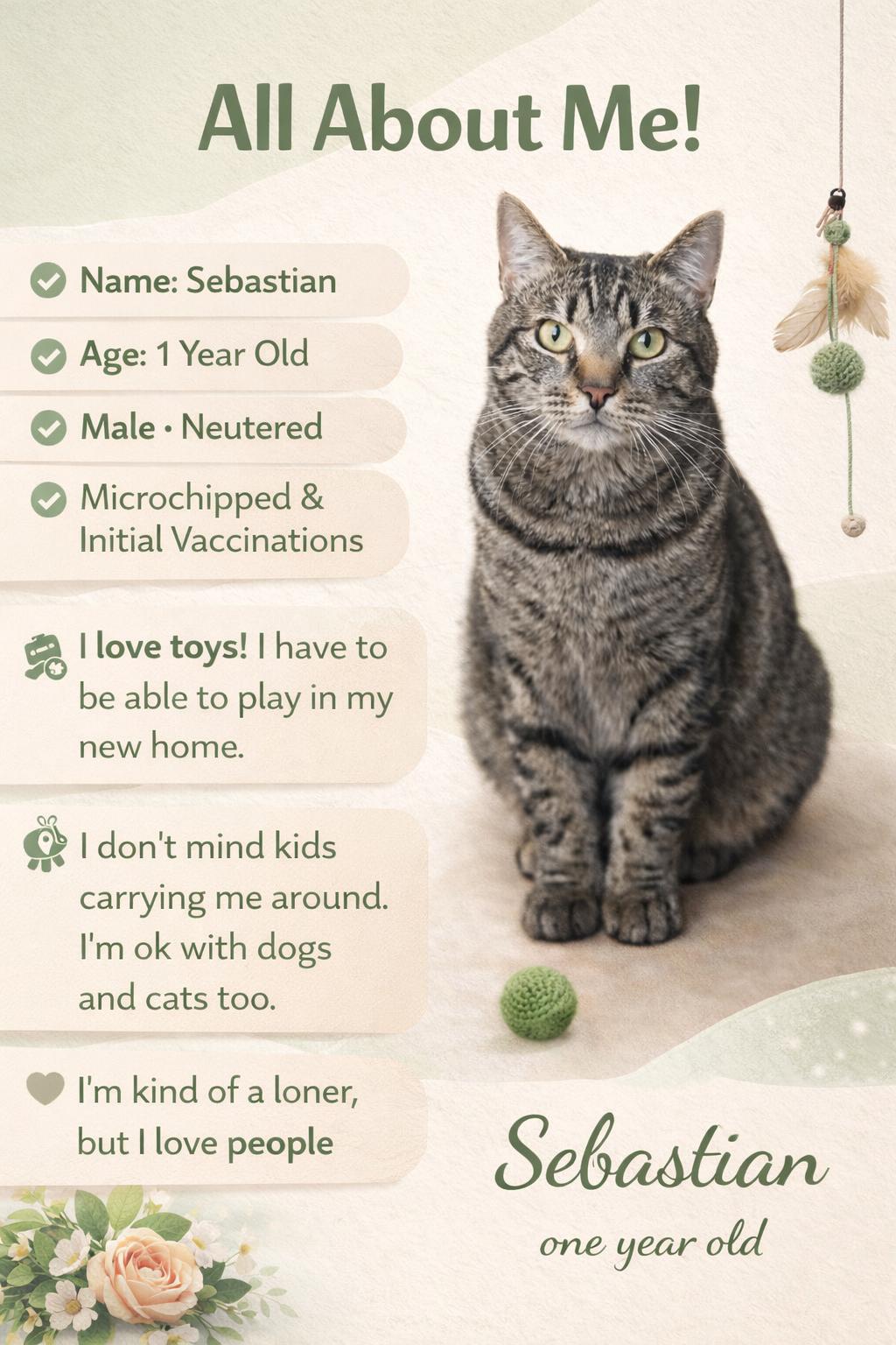 SEBASTIAN, ADOPTABLE, Young Male Domestic Short Hair.