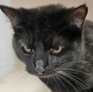 Dolly , Adult Female Domestic Short Hair