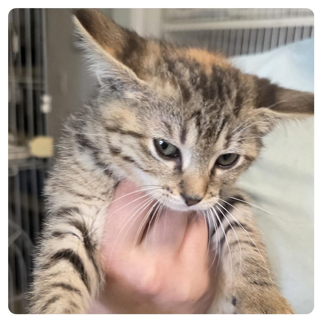 Elodie, Adoptable, Kitten Female Domestic Short Hair.