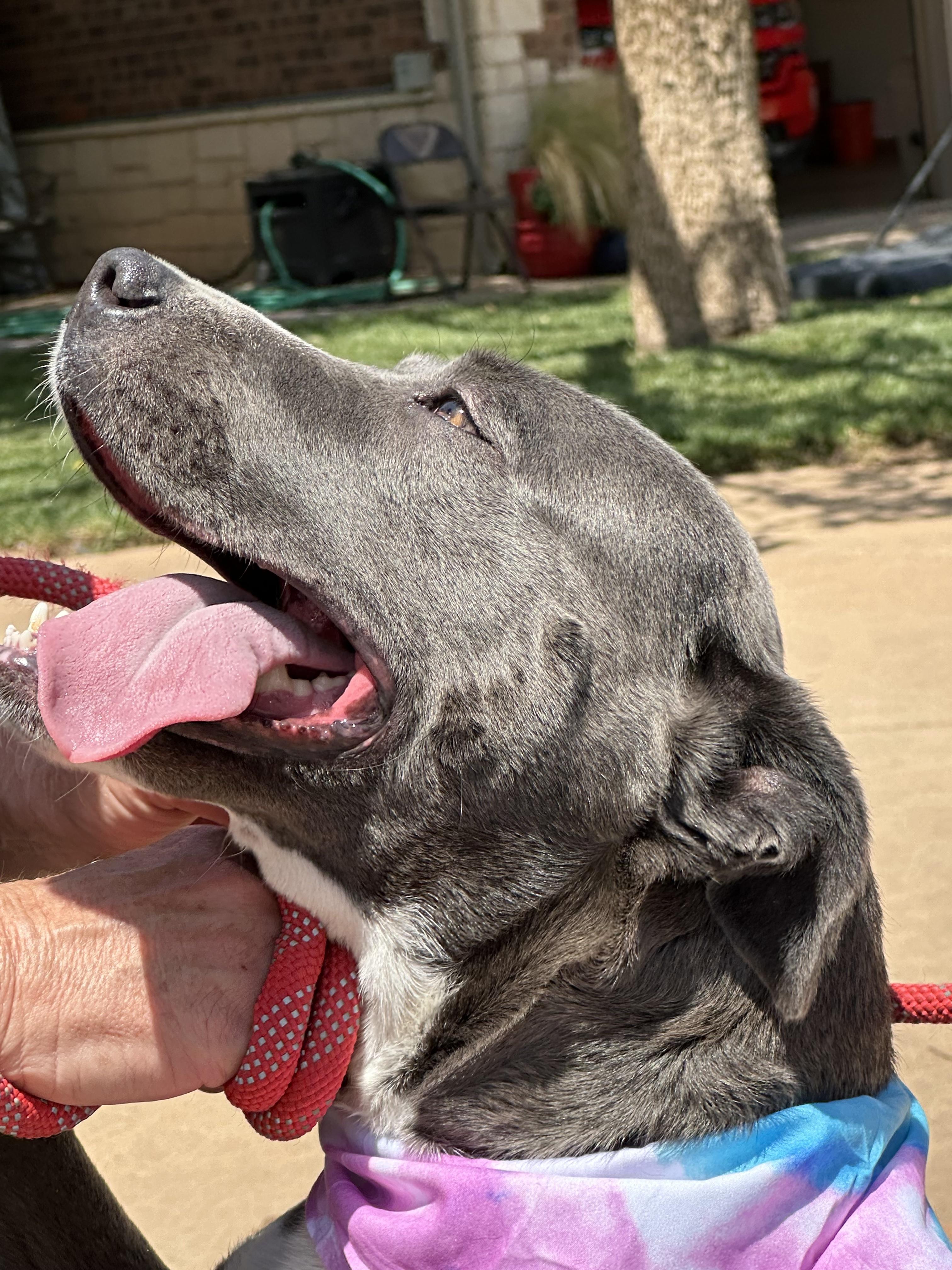 Enlarge HANNAH, a Adoptable mixed breed in Kennewick, WA image 6/6