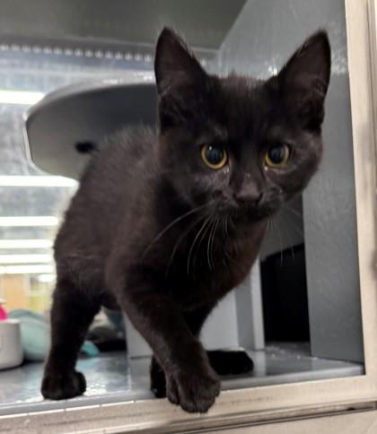 Noel, Adoptable, Kitten Female Domestic Short Hair & Domestic Short Hair.