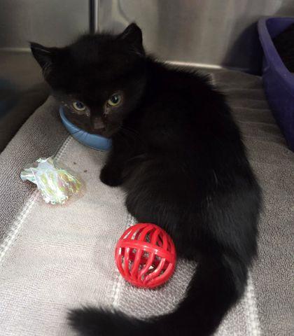 Enlarge Noel, a Adoptable mixed breed in Willmar, MN image 2/2