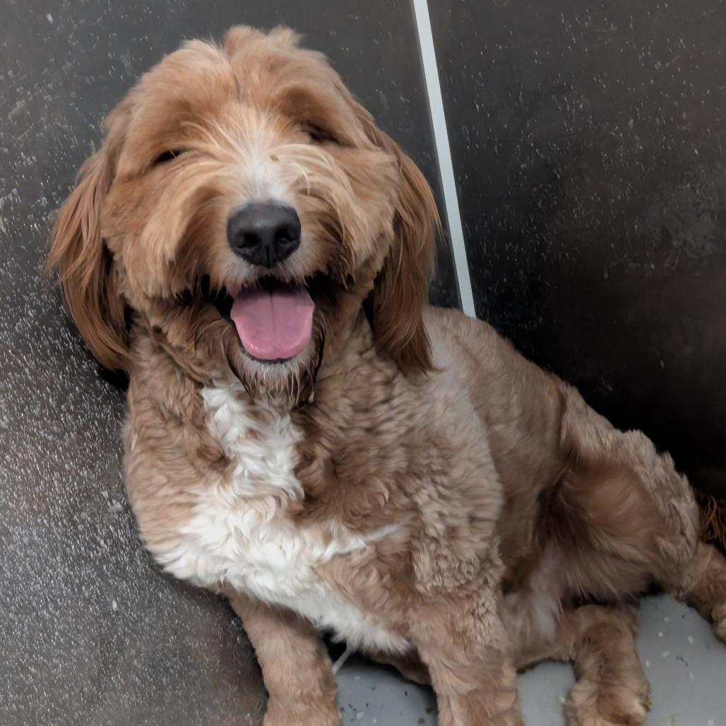 Bodie, Adoptable, Adult Male Golden Retriever & Poodle.