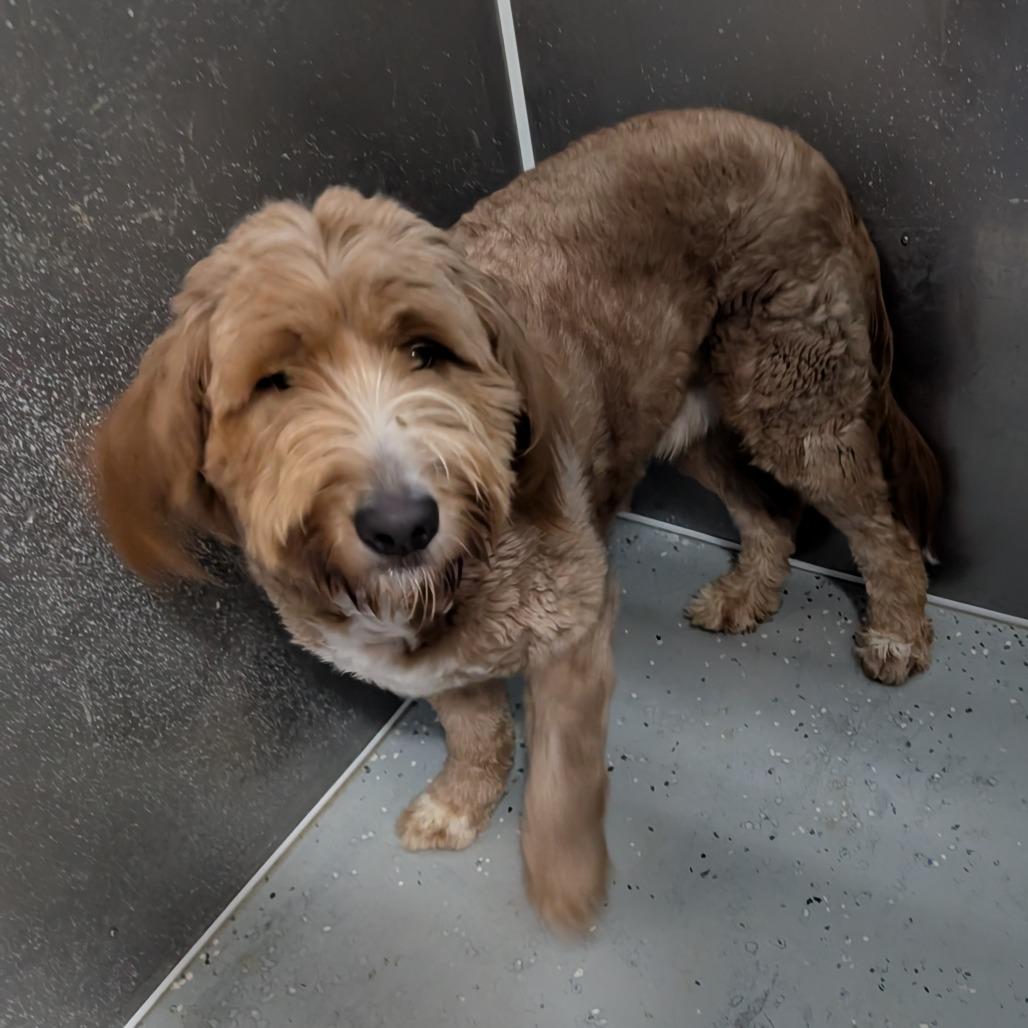 Bodie, a Adoptable mixed breed in Blair, WI image 2/5