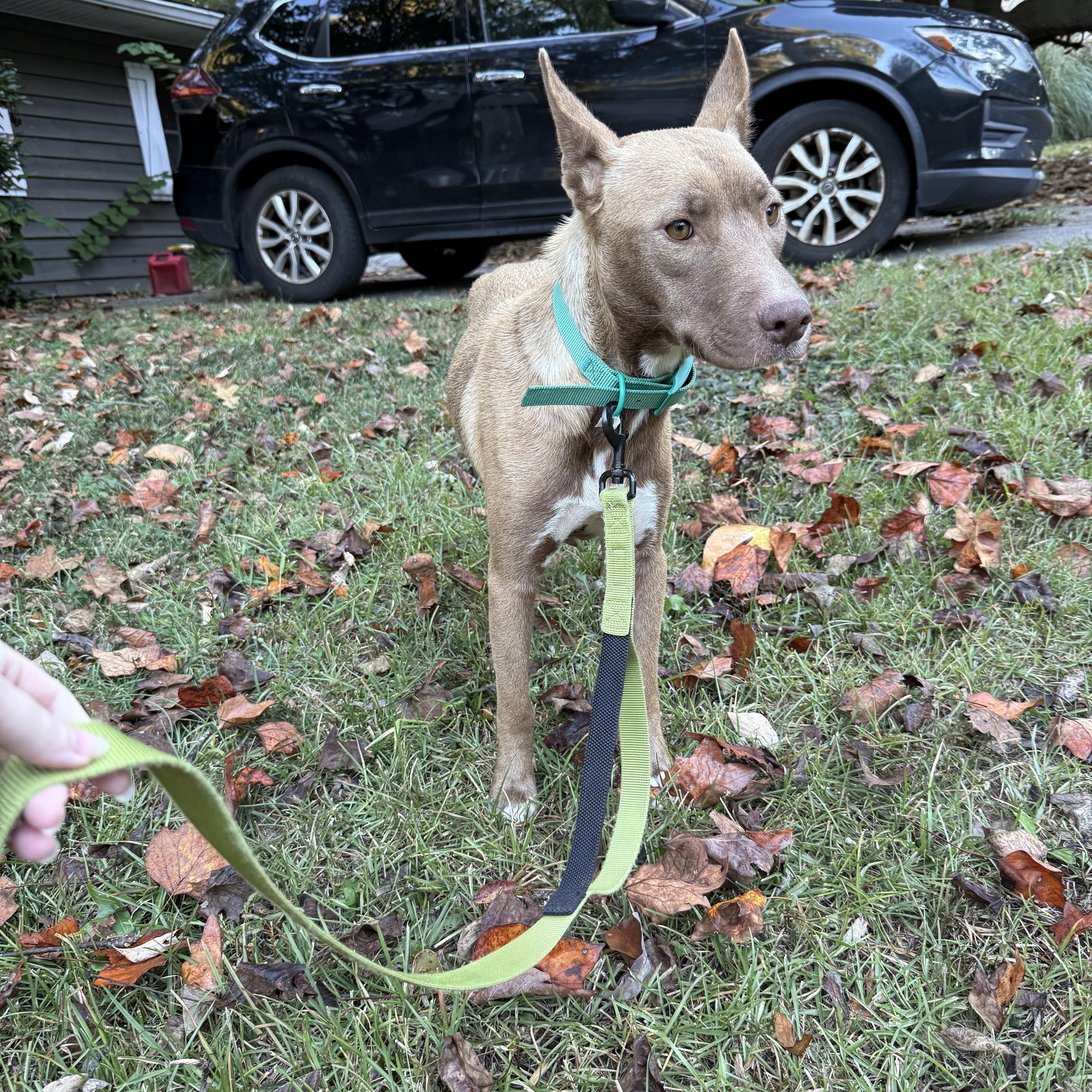Enlarge Sabrina, a Adoptable mixed breed in Lawrenceville, GA image 1/1