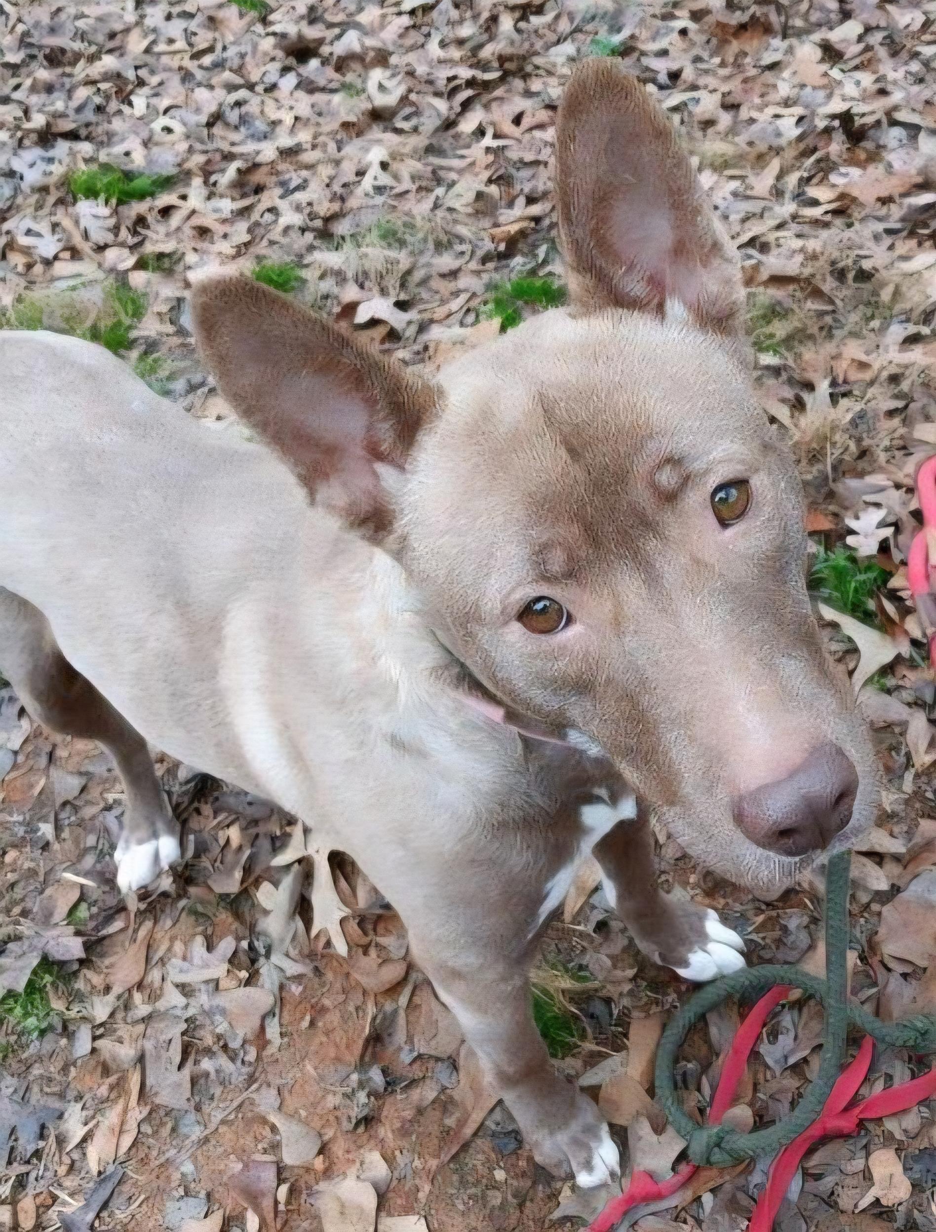 Roxy, Adoptable, Adult Female Australian Kelpie & Shepherd.