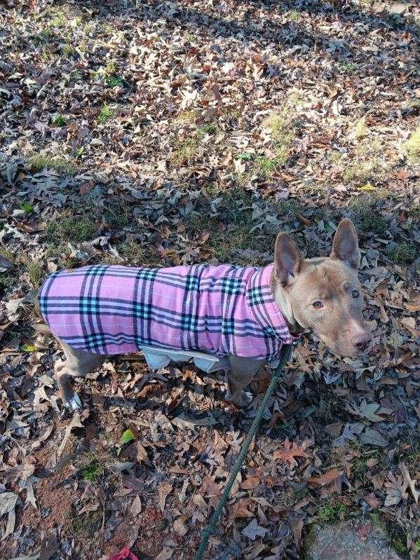 Enlarge Roxy, a Adoptable mixed breed in Lawrenceville, GA image 3/3