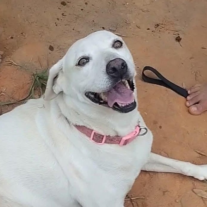 Enlarge Terry, a ADOPTABLE Labrador Retriever in Carson, MS image 1/1