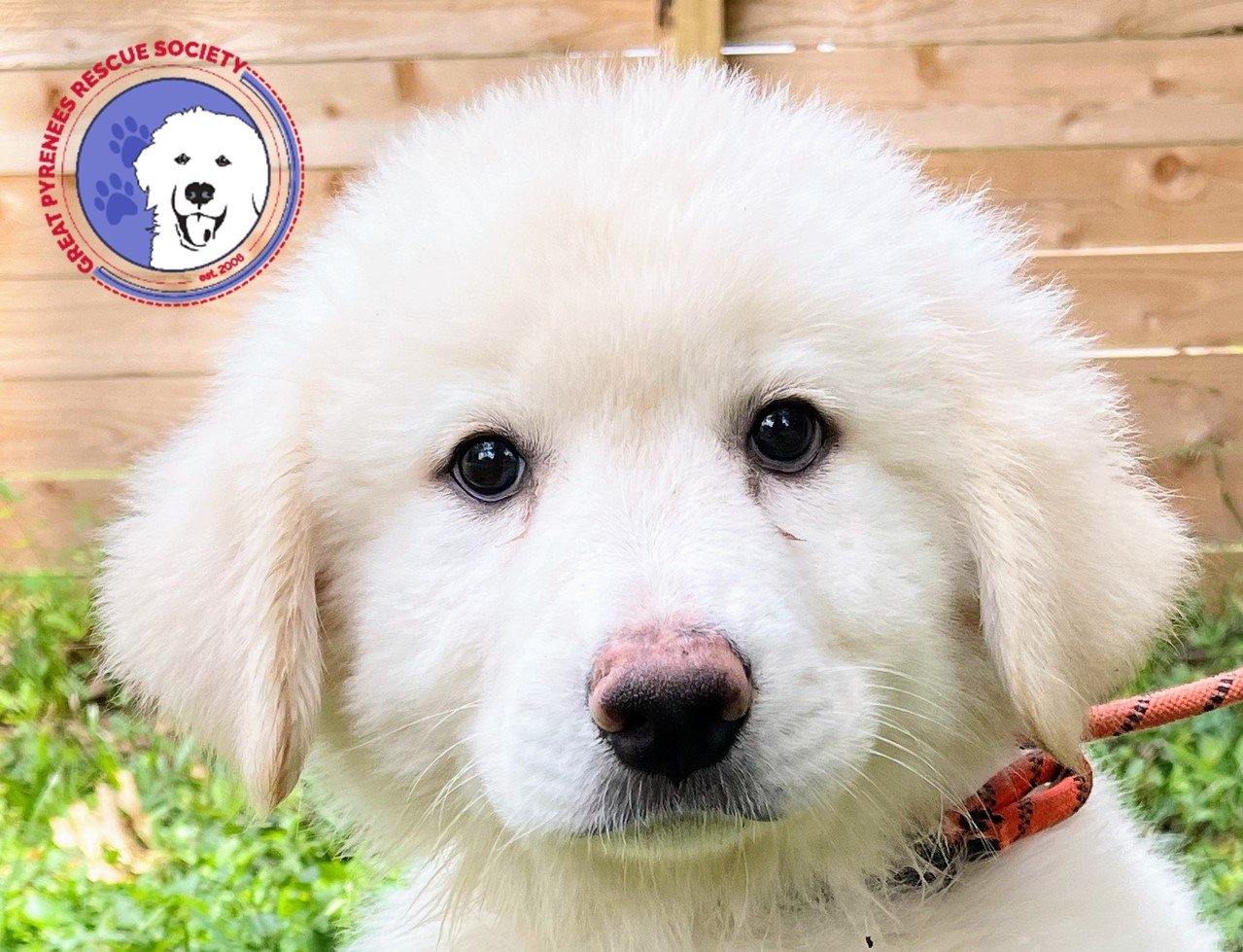 Dog for adoption Velvet, a Great Pyrenees in Portland, OR Petfinder