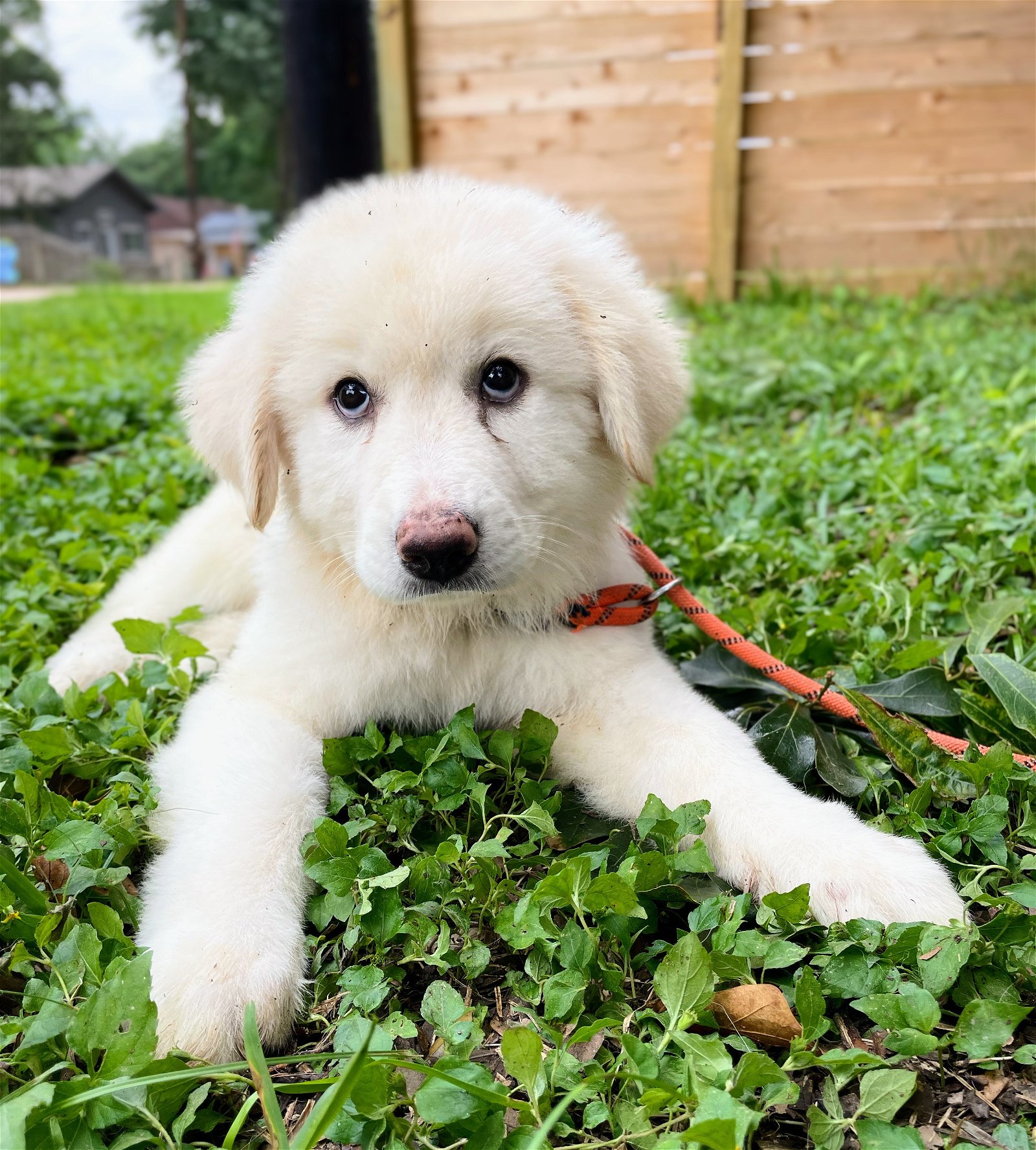 Dog for adoption Velvet, a Great Pyrenees in Portland, OR Petfinder