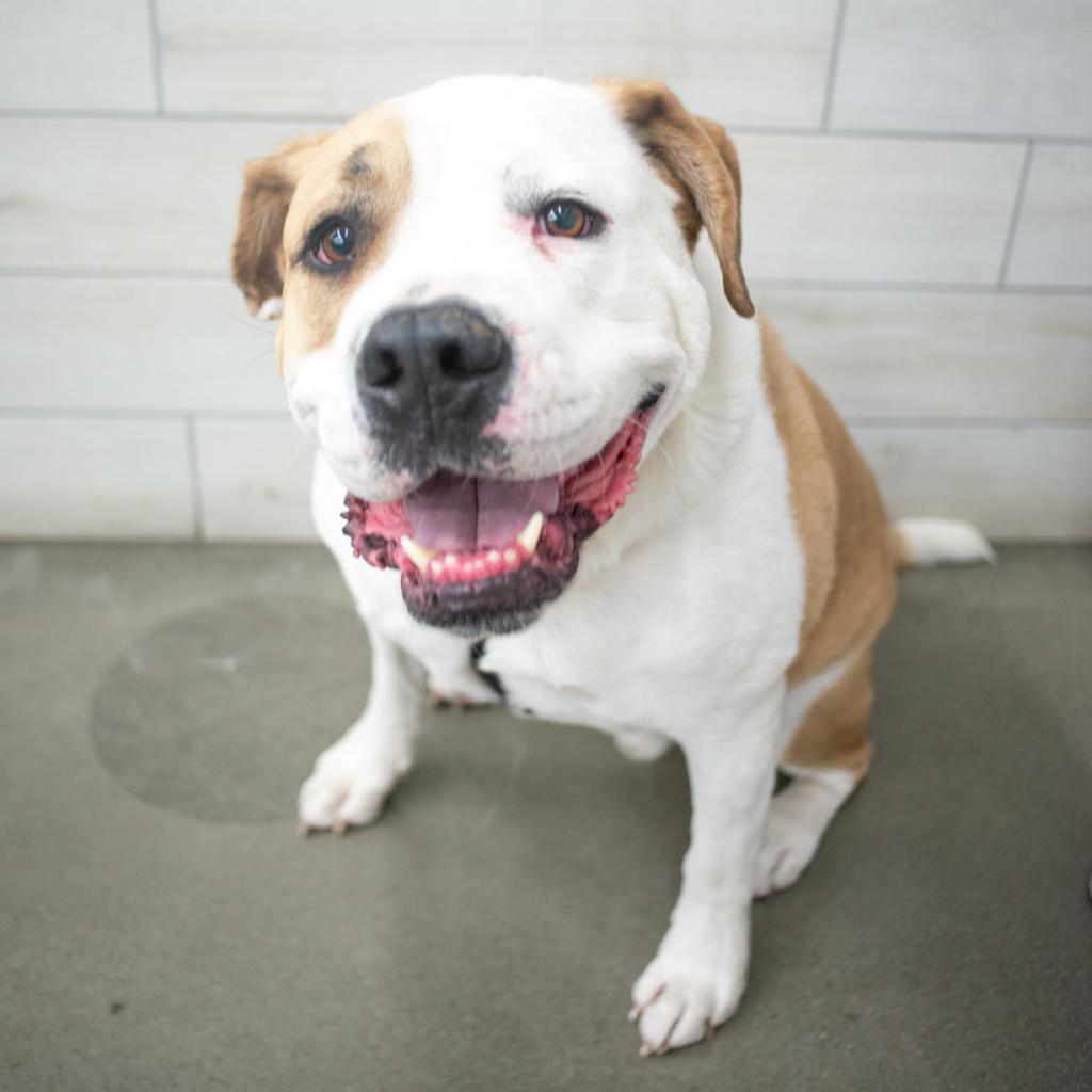 Hobo, Adoptable, Senior Male American Bulldog.