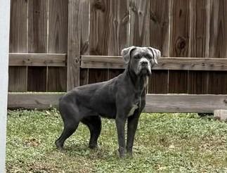 Sailor, Adoptable, Young Female Cane Corso.