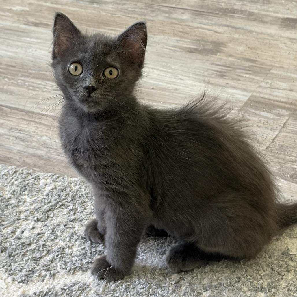 Stormy, Adoptable, Kitten Female Domestic Short Hair.