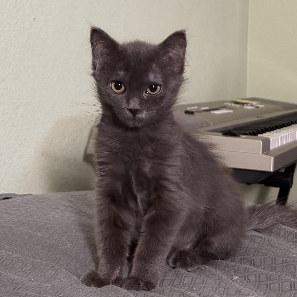 Enlarge Stormy, a Adoptable Domestic Short Hair in Morgan Hill, CA image 2/5