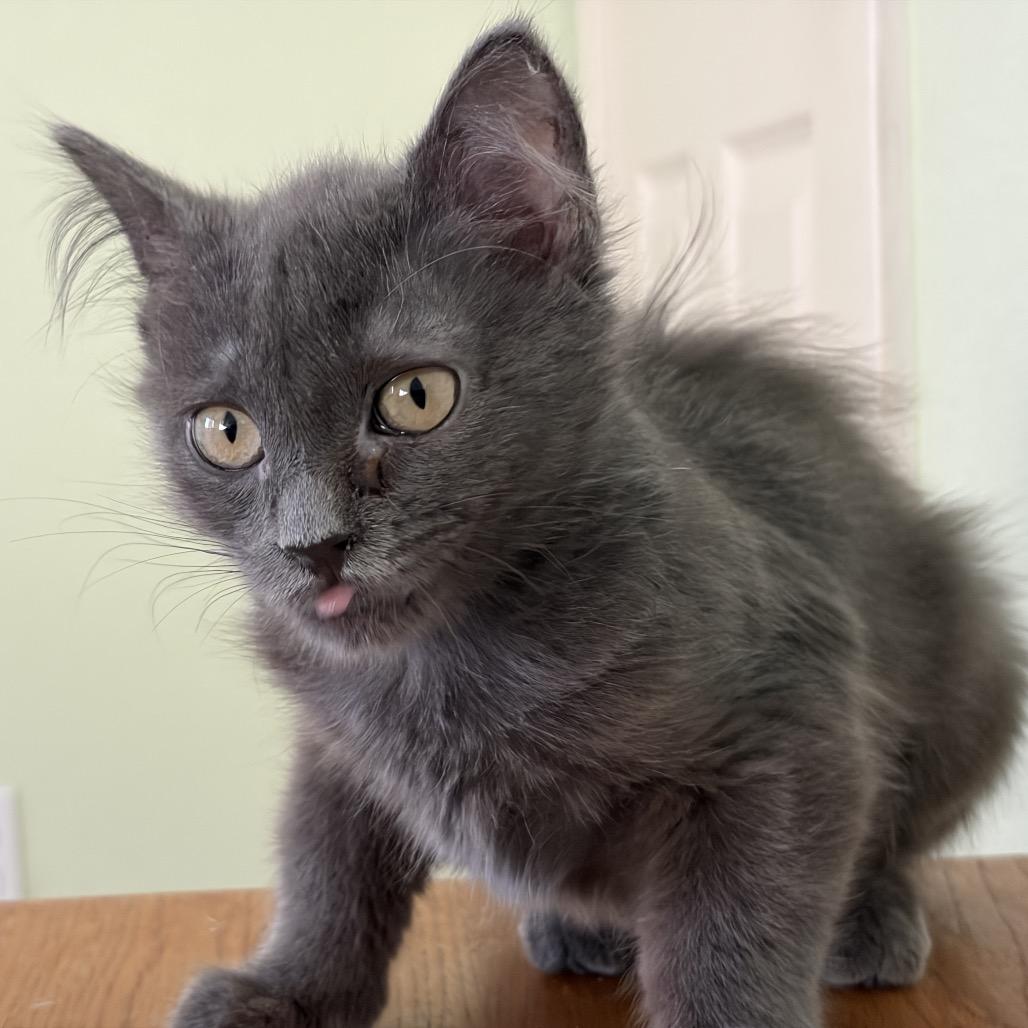 Enlarge Stormy, a Adoptable Domestic Short Hair in Morgan Hill, CA image 3/5