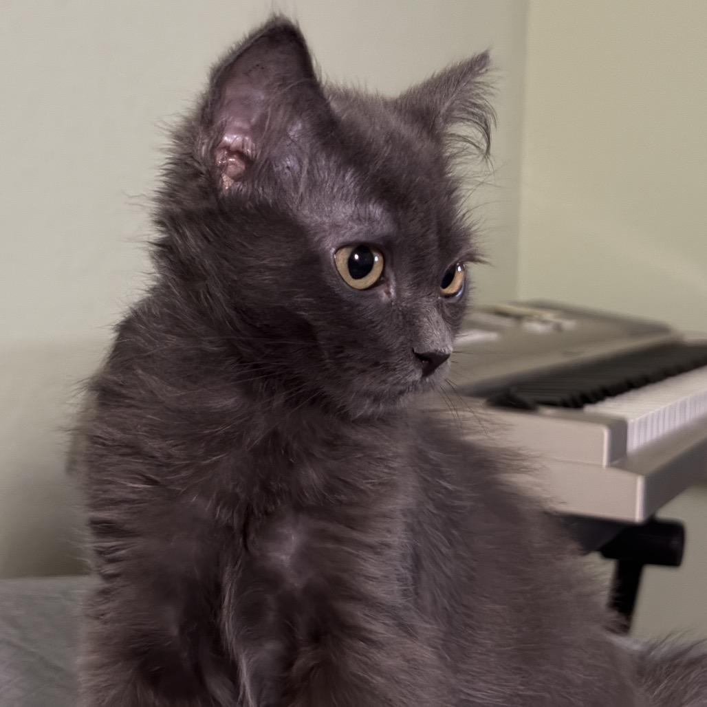 Enlarge Stormy, a Adoptable Domestic Short Hair in Morgan Hill, CA image 4/5