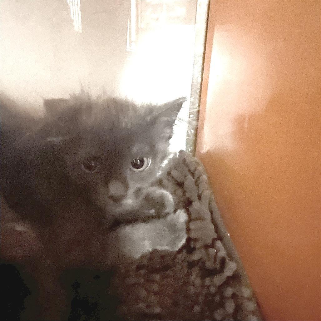 Enlarge Stormy, a Adoptable Domestic Short Hair in Morgan Hill, CA image 5/5