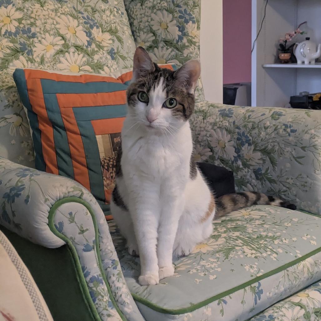 Confetti — thumbnail 2